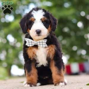 Bad bad Leroy Brown, Mini Bernedoodle Puppy